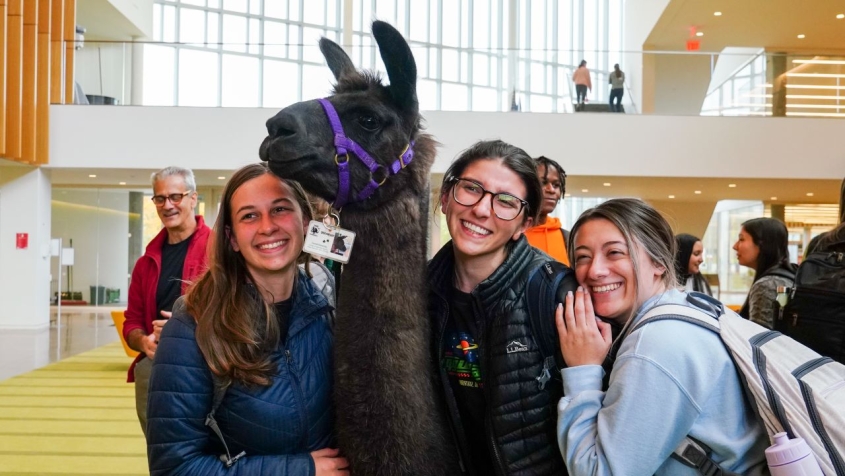 llama with students