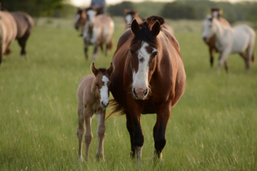 mare and foal