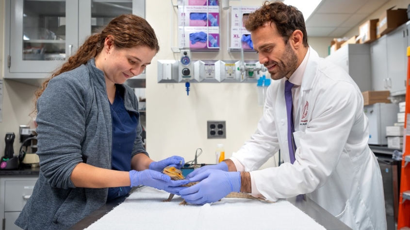 Veterinarians examining a lizard