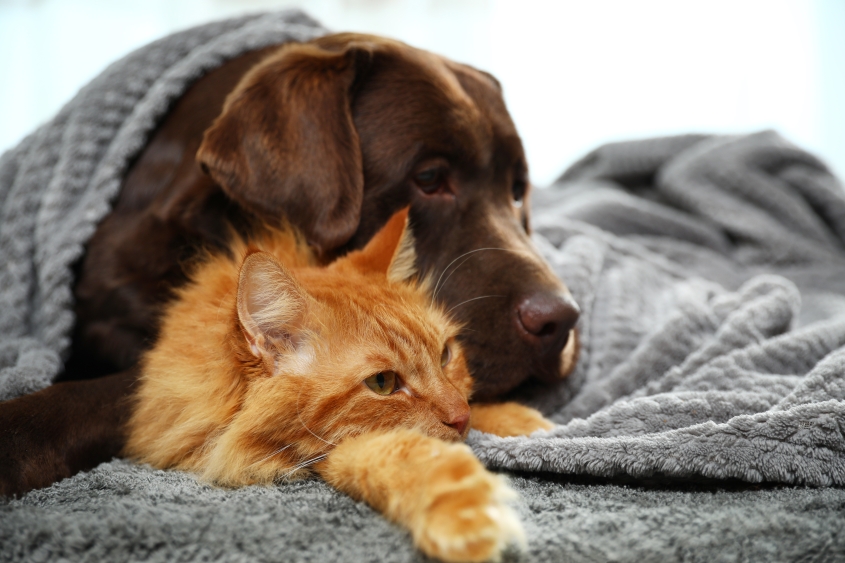 Adorable cat and dog lying under plaid on floor. Warm and cozy winter