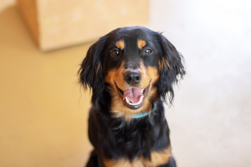 A large black and brown dog from the Sporting Group with its mouth open. This companion dog has a long snout, whiskers, and a thick fur coat. 