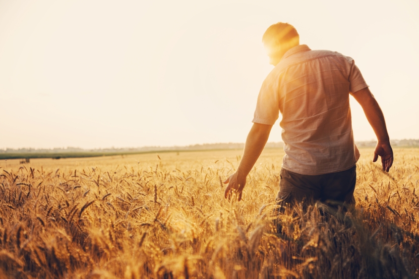 Man standing in a wheat field