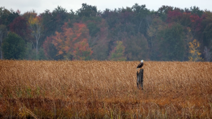 Eagle perched on a stump in a field