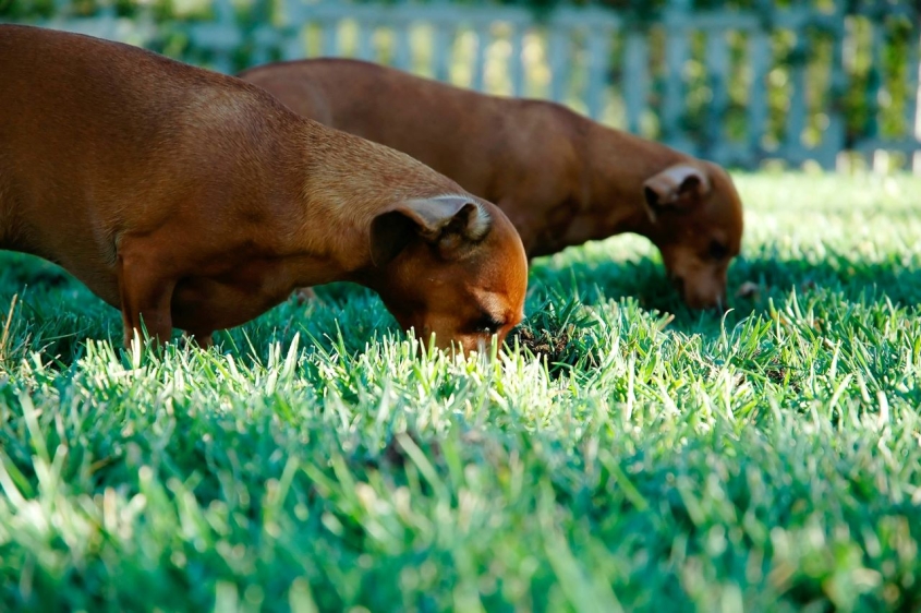 two dogs eating grass