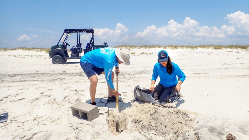 Two people with a decoy dolphin on a beach