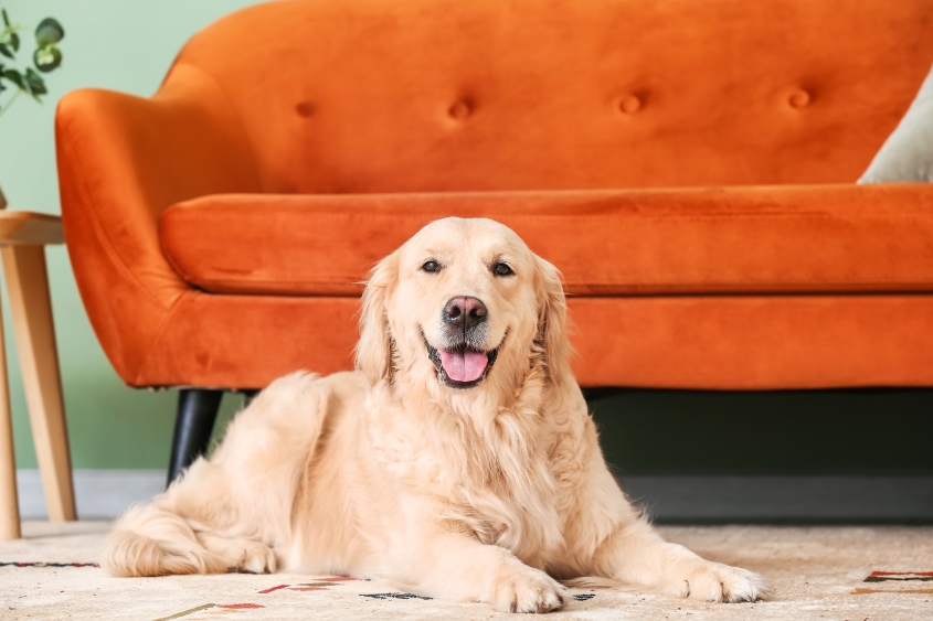 Golden retriever sitting and smiling. 