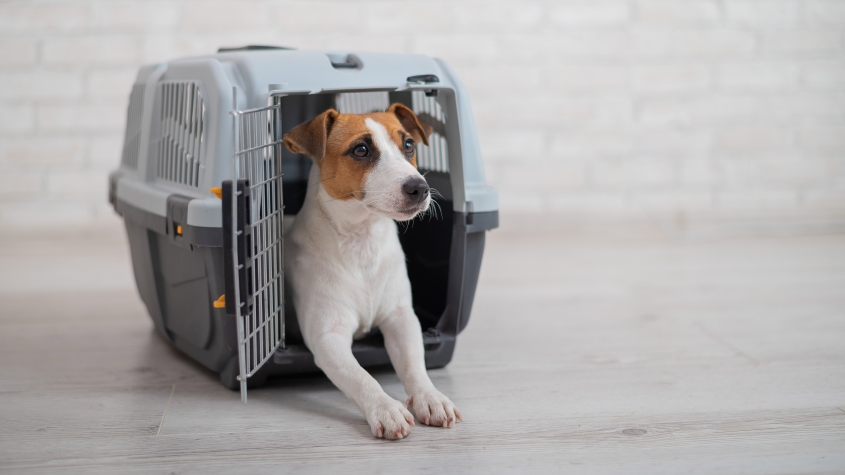 Dog jack russell terrier inside a travel carrier box for animals