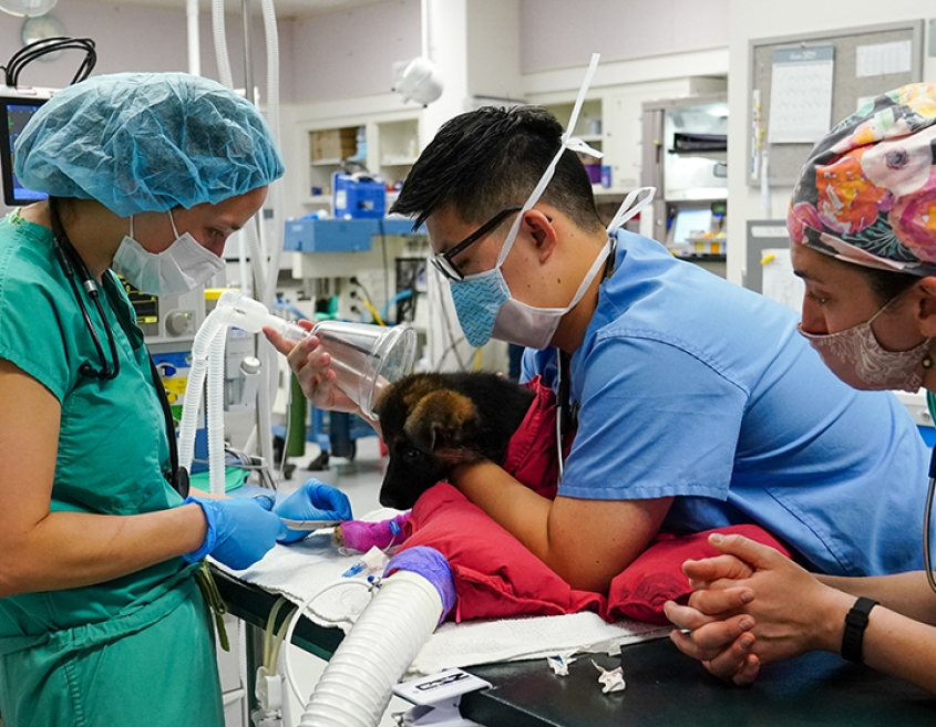 Staff examine an animal