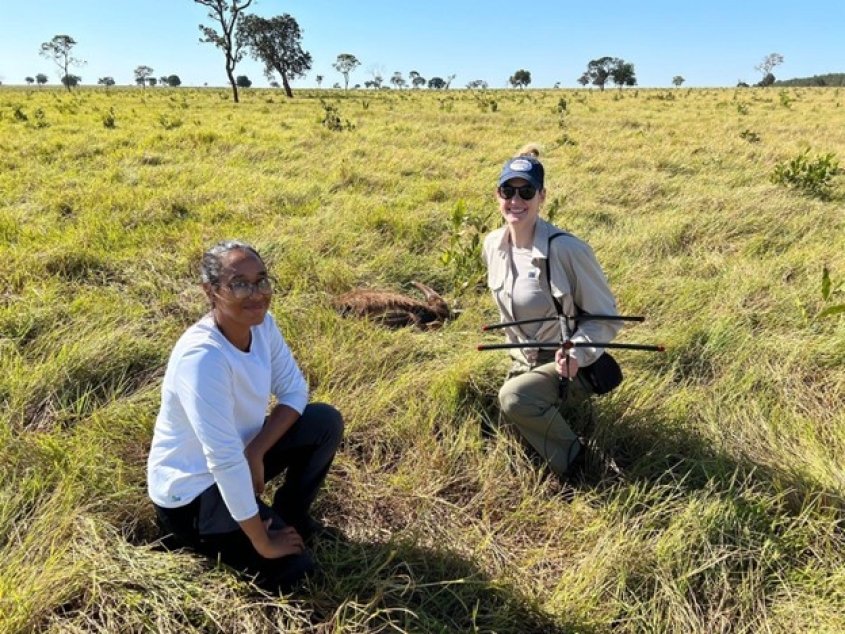 Two people in a field with anesthetized anteater