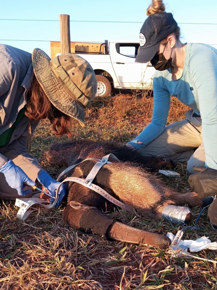 two people examining an anesthetized anteater