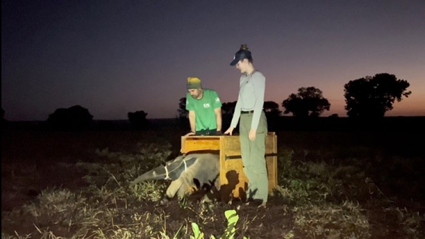 Two people releasing an anteater into the wild