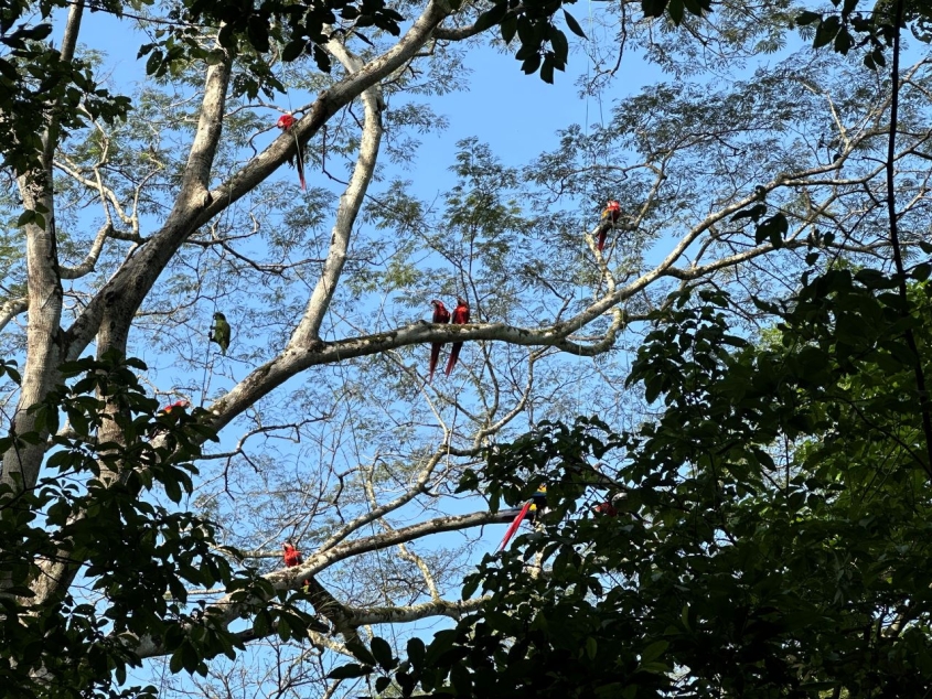 Parrots in tree canopy