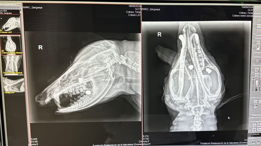 radiograph of possum