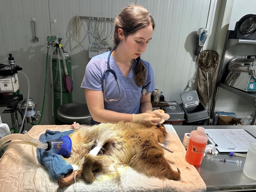 student working on anesthetized sloth