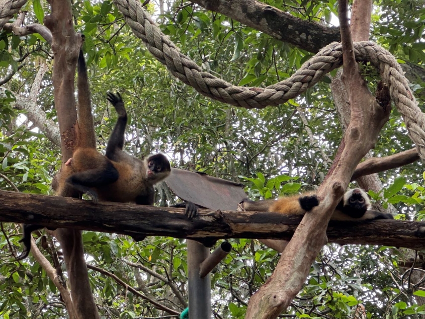 two monkeys on a branch