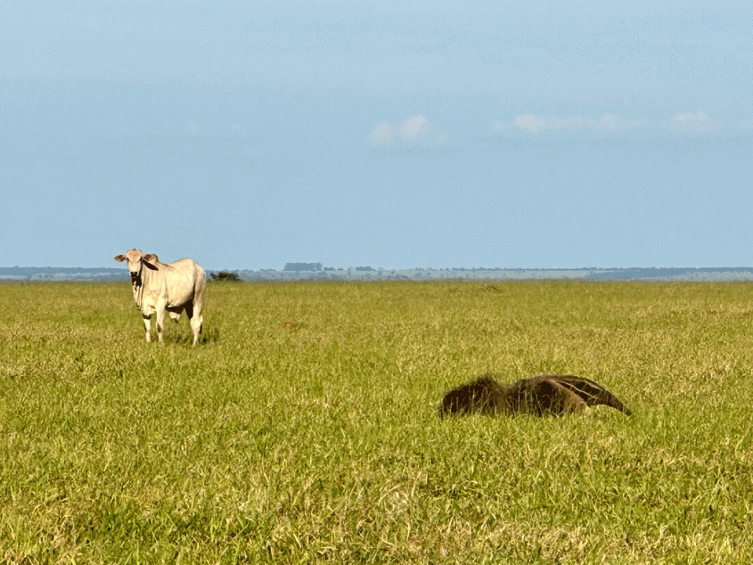 A cow and giant anteater