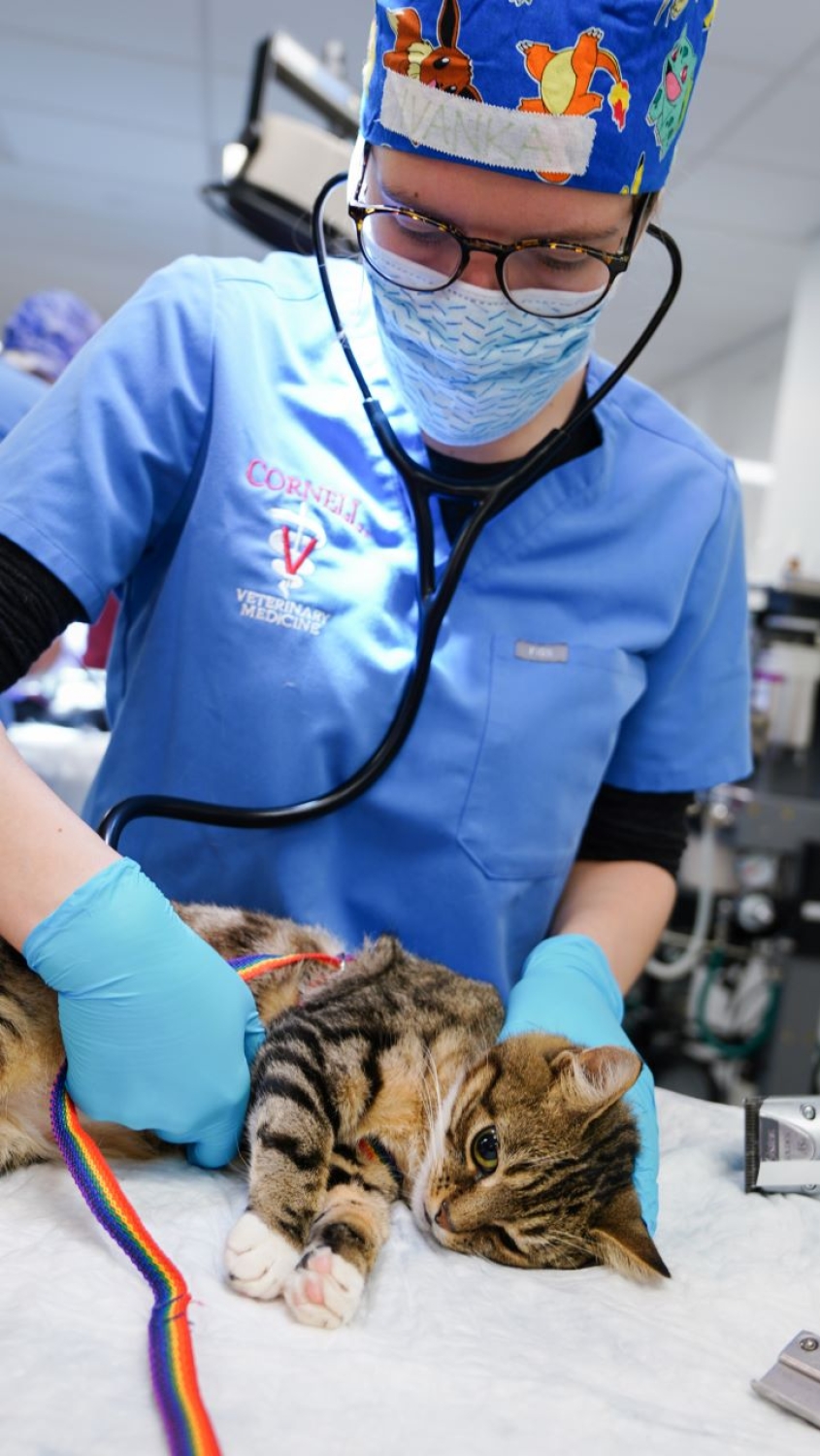 veterinarian examining a kitten