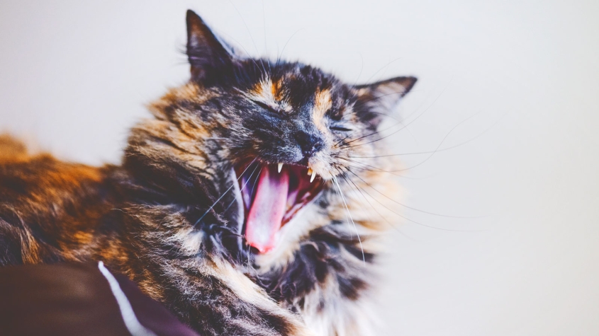 yawning cat