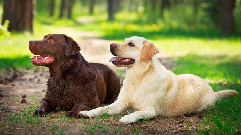 two labrador retriever dogs sitting outside. 