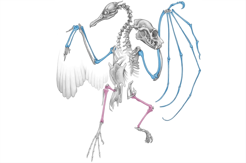 An artistic rendition of bat and bird skeleton with the leg and wing bones highlighted in color for comparison