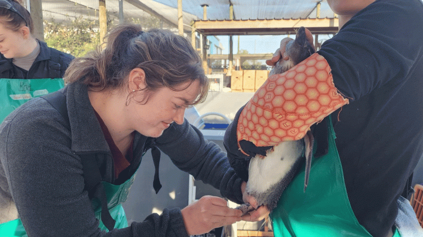 student examining penguin