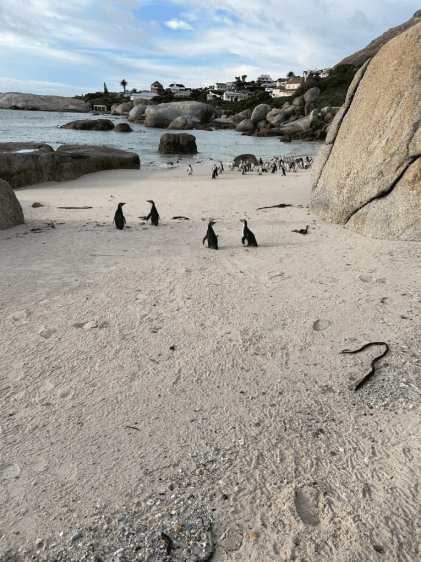 penguins on the beach