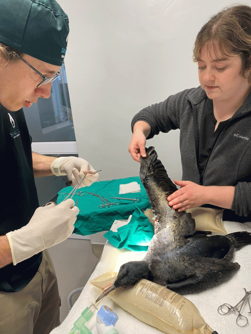 clinicians examining a seabird