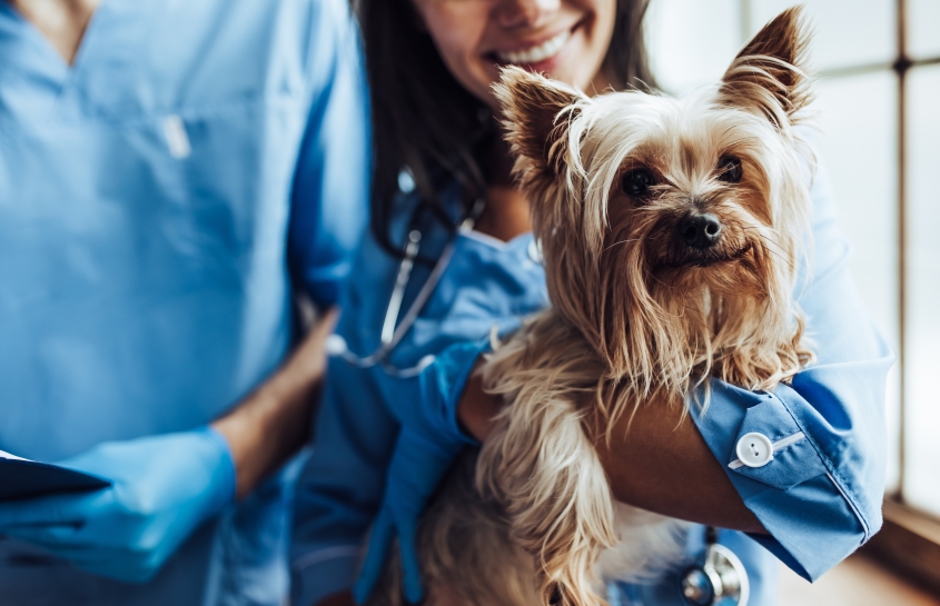 Doctor veterinarian at clinic with small dog. 