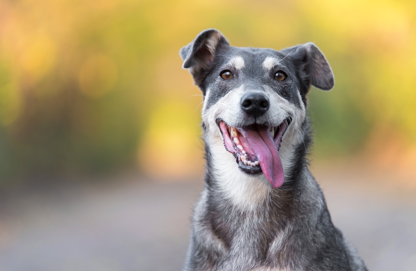 Closeup photo of an adorable dog.