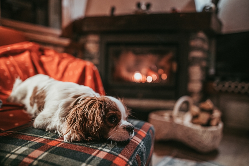 Cute Little Puppy Resting By The Fireplace at Home. Cavalier King Charles Spaniel baby dog sleeping, sitting, taking a nap by the cozy burning fireside in Swiss mountain chalet.