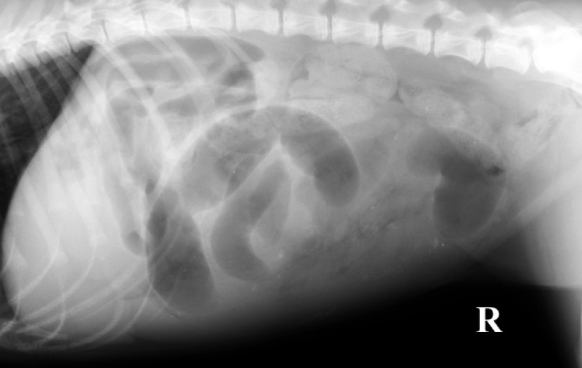 A radiograph showing a GI obstruction in a canine. 