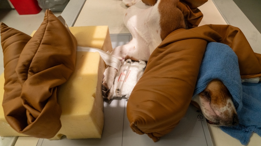 A beagle prepped for treatment with its foreleg in a sling