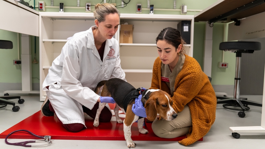 A clinician and student examine a beagle