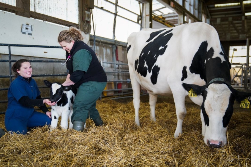 Faculty and student with dairy cow and calf