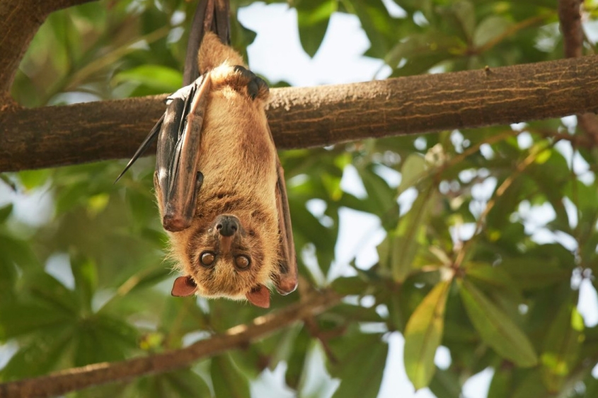 A bat hanging in a tree