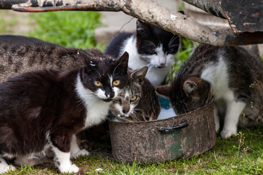 Cats drinking raw milk together outside