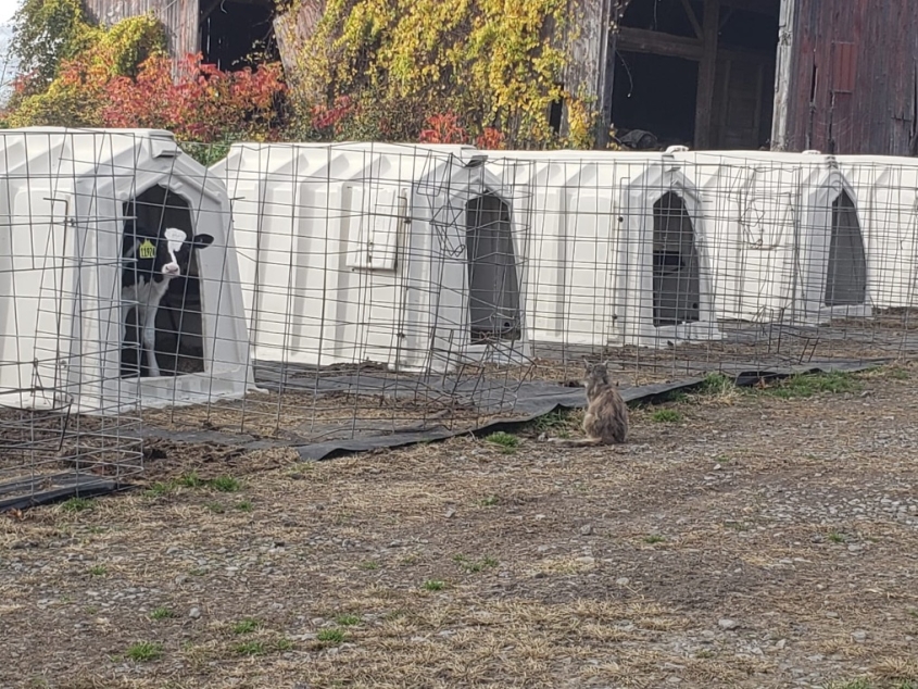 A feral cat outside several calf hutches