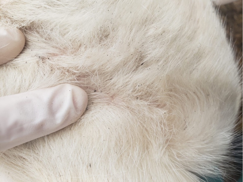 Flea feces on a Holstein heifer calf shown through a gloved hand spreading fur