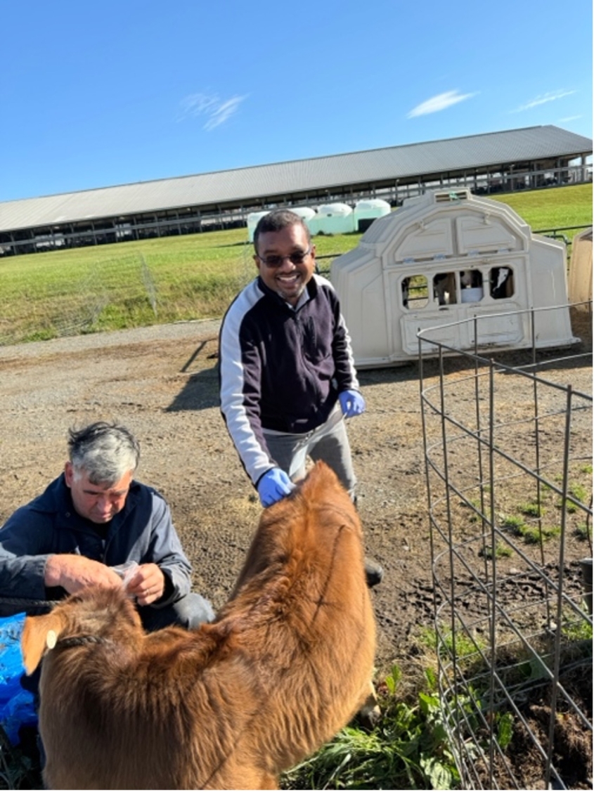 Two men collect specimens using flea combs off of a 3-month-old Jersey heifer calf