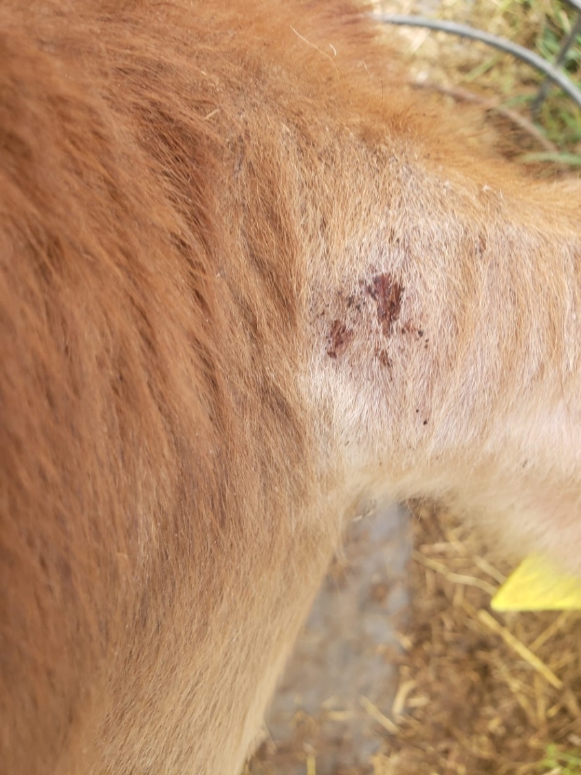 The caudal aspect of the right ear of the affected Jersey calf showing crusting and alopecia