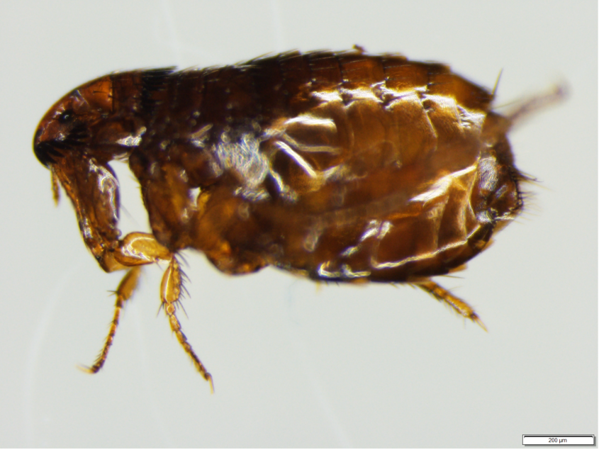 A Ctenocephalides felis from a calf