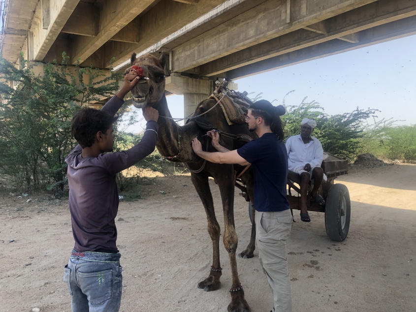 Veterinary student examining camel