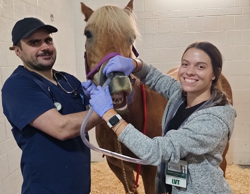 Two LVTs examine a horse