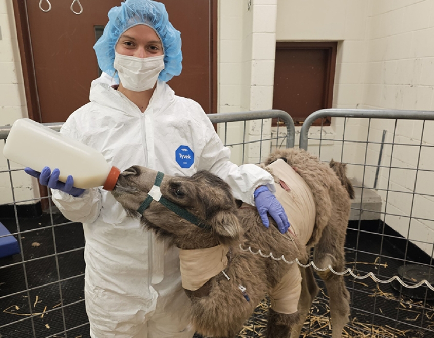 An LVT bottle-feeds a camel