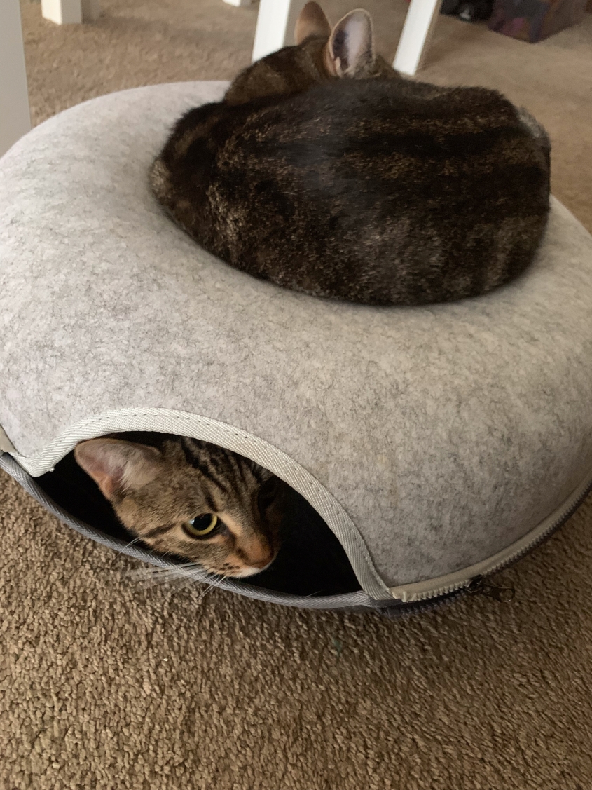 Two striped cats relax on a cat sleeping device. 