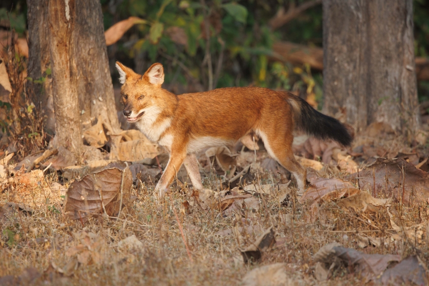 Dhole