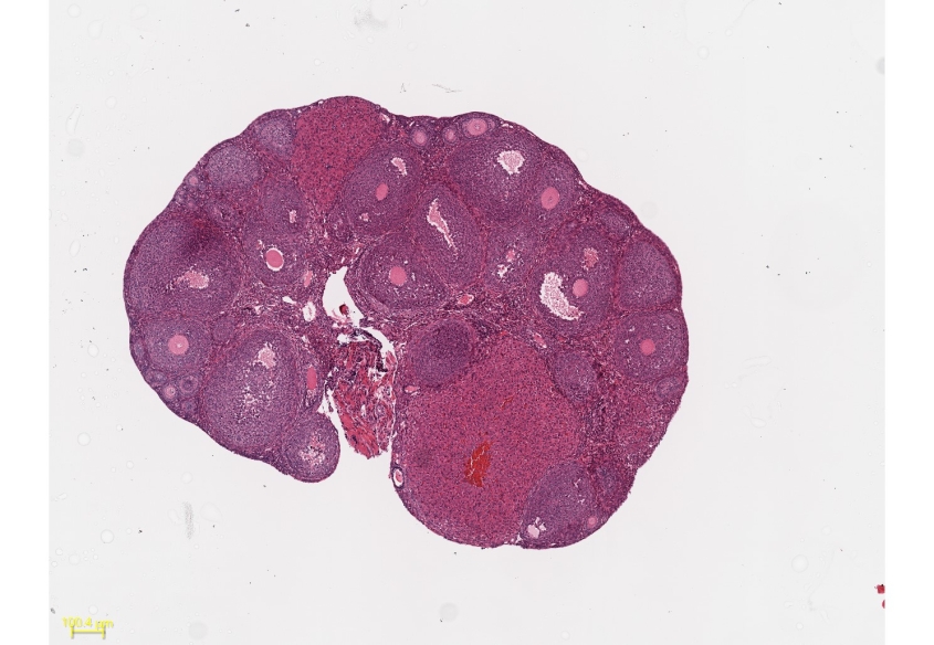 mouse ovary microscope image