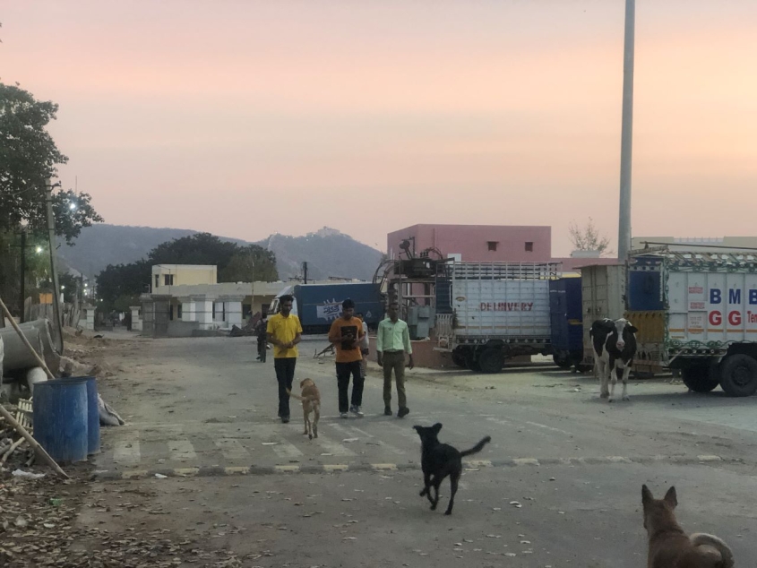 Street dogs at twilight in India