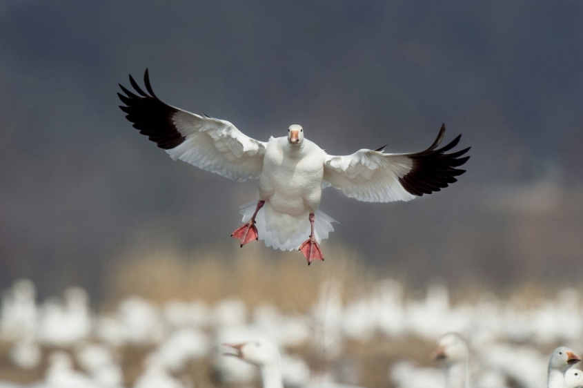 snow goose landing