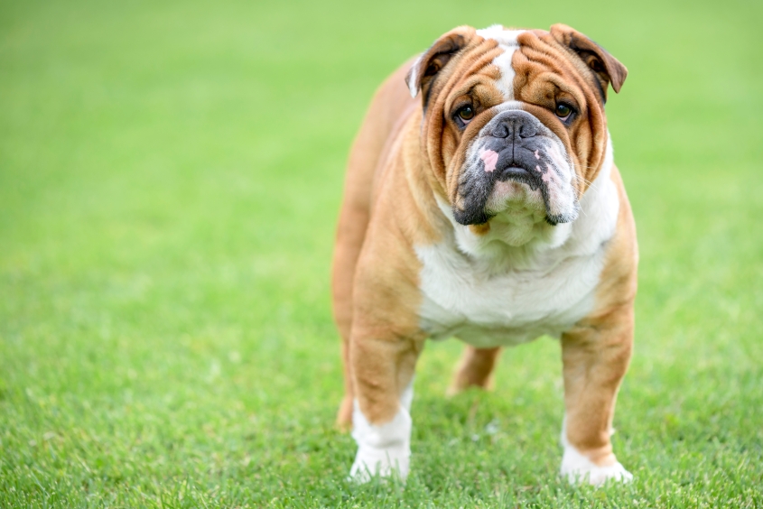 Beautiful English bulldog posing outdoor